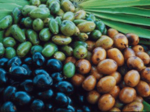 Extracto de Palm Serenoa